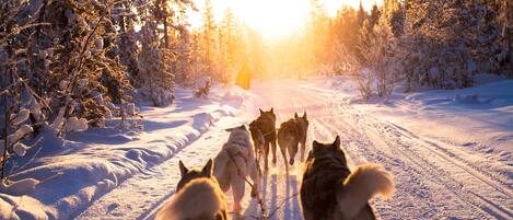 Un paisaje nevado con un grupo de perros de trineo.