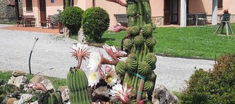 Cozy renovated rustic house nestled in the Tuscan countryside