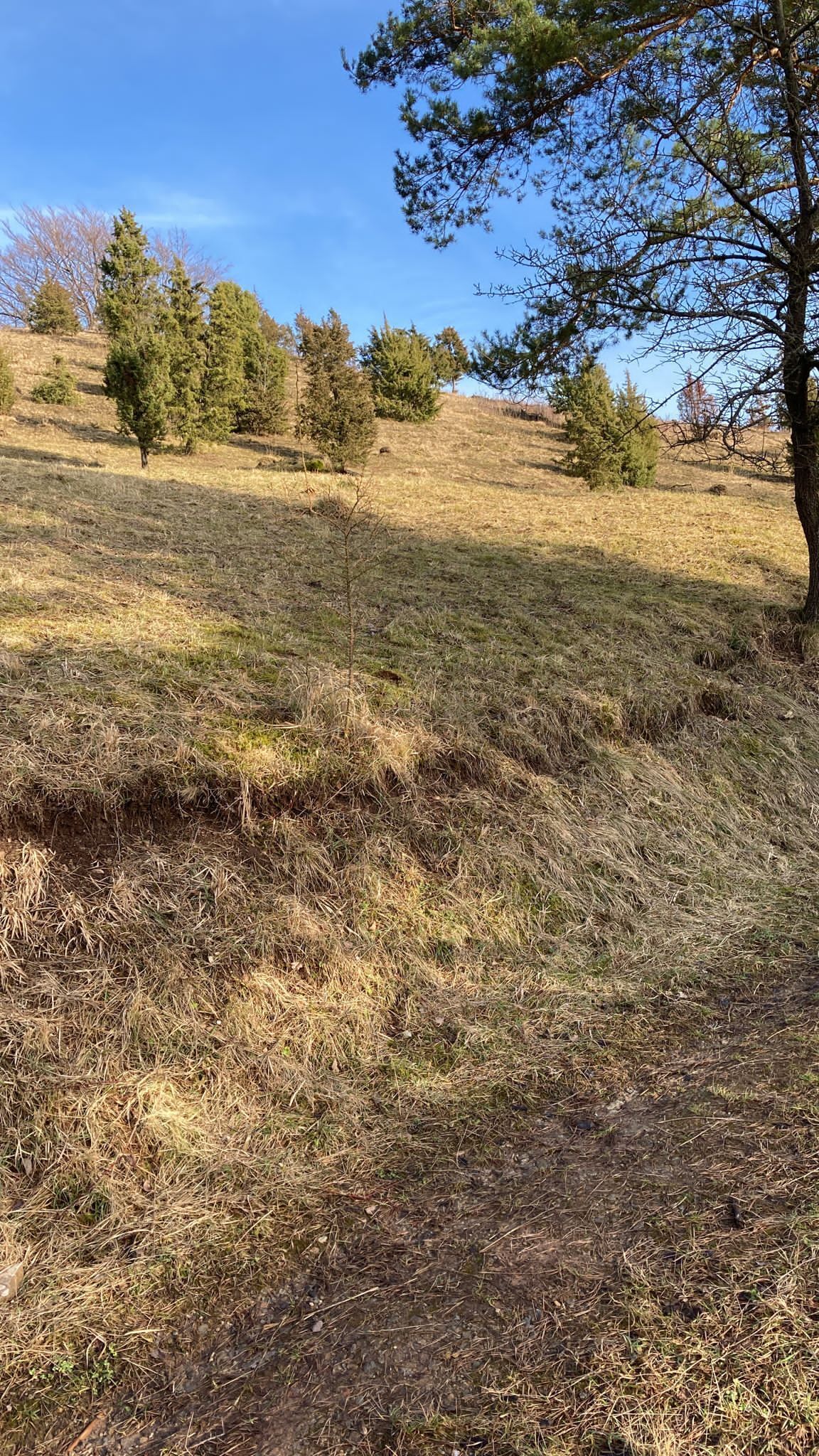 Un champ verdoyant parsemé d’arbres, sous un ciel dégagé.