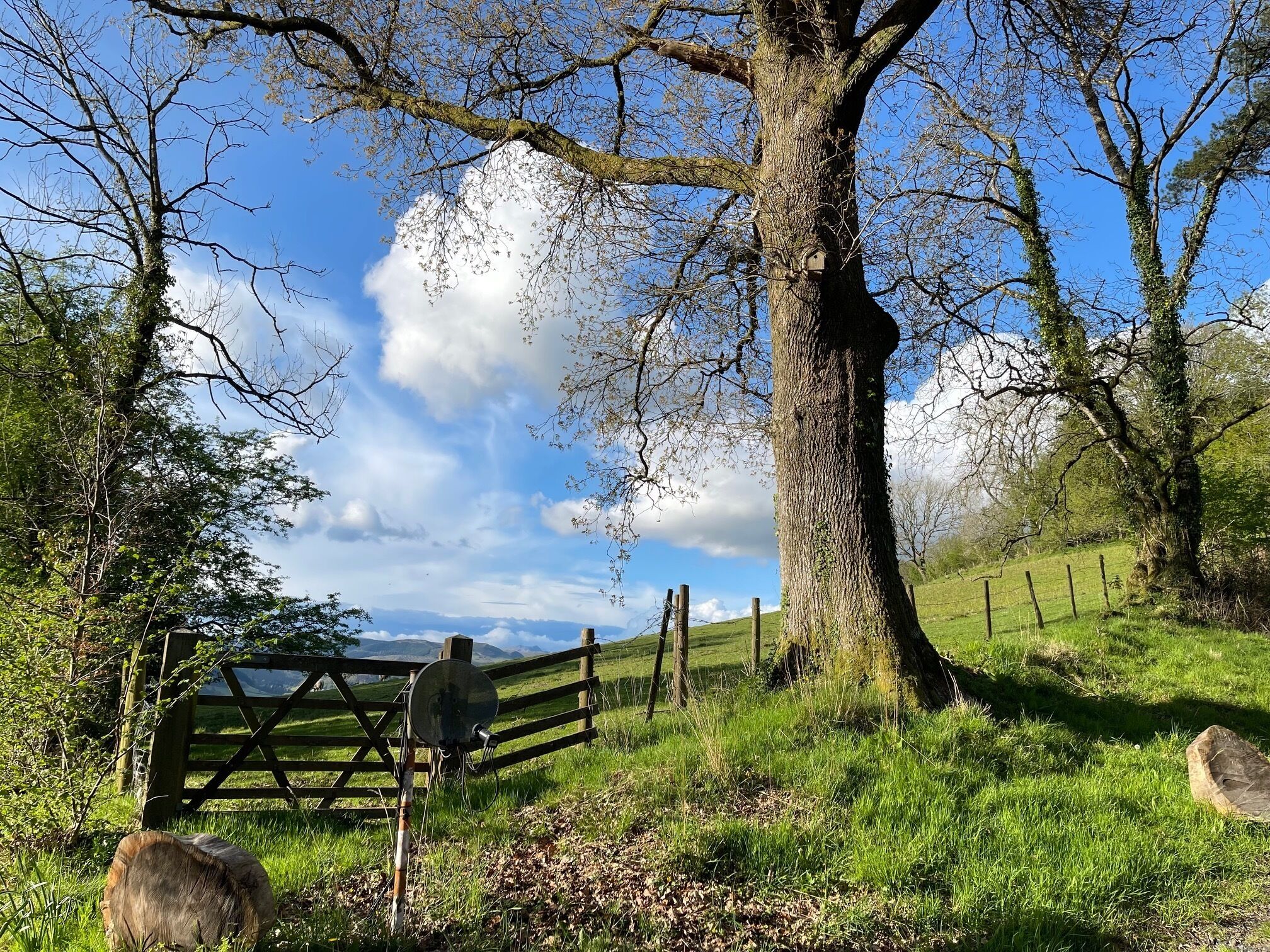 Paisaje rural con un portón de madera, un árbol grande y un campo cubierto de hierba.