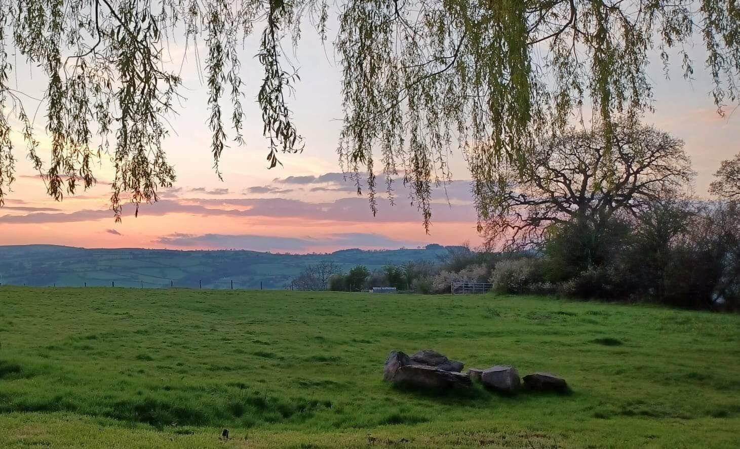 A grassy field with a few rocks and trees in the background.