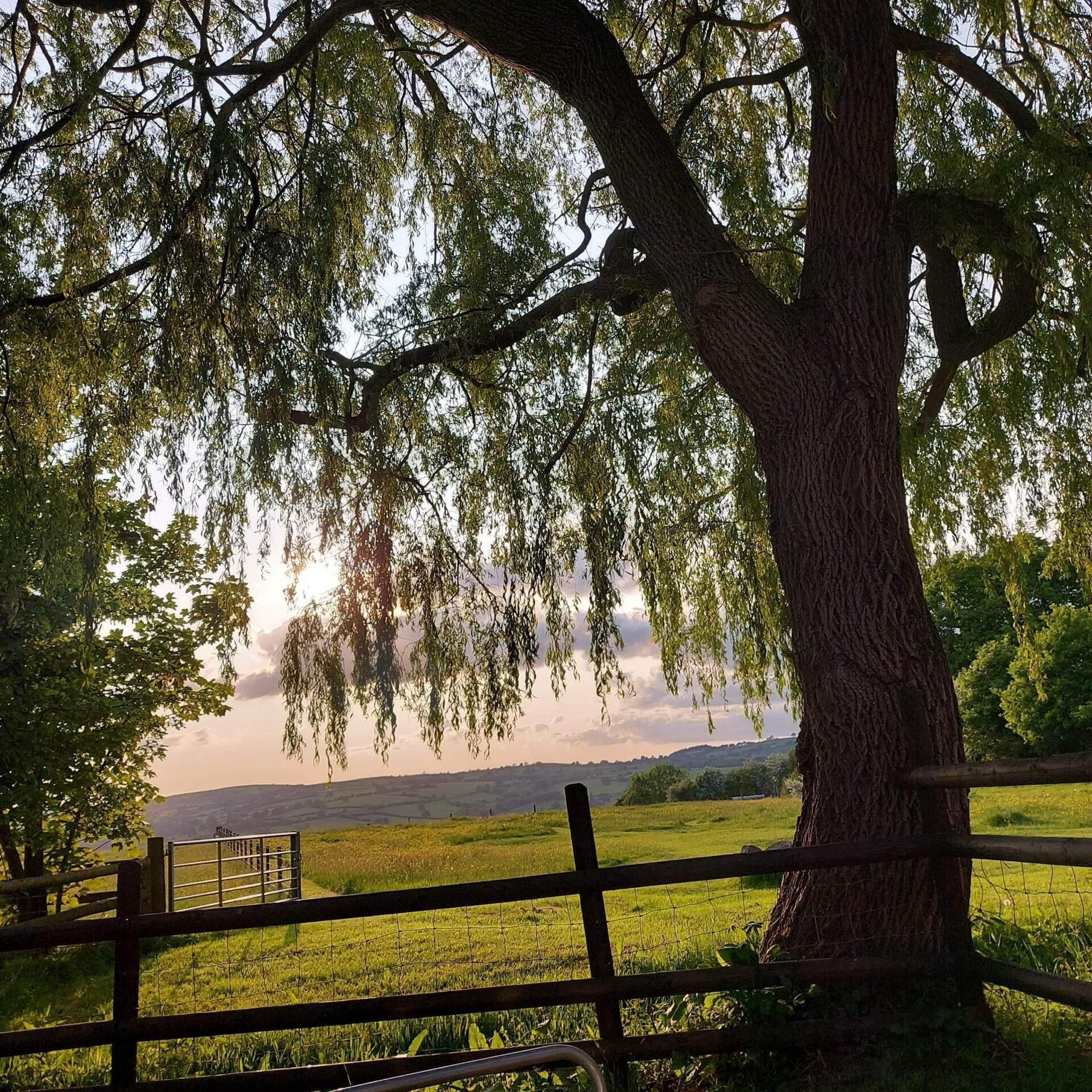 Ein großer Baum mit einem Zaun im Vordergrund, eine Wiese und eine entfernte Landschaft.
