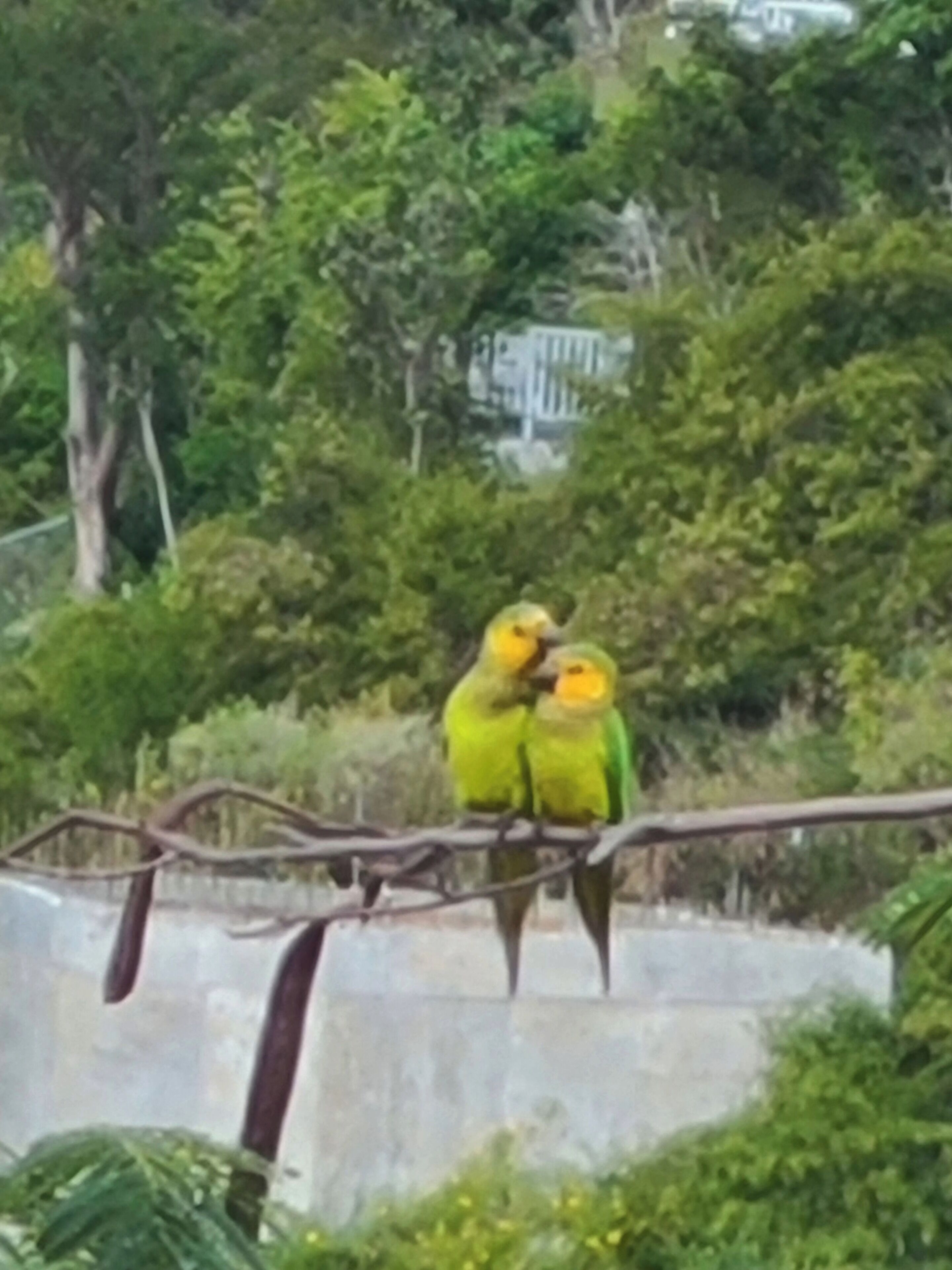 Deux oiseaux étaient perchés sur une branche.