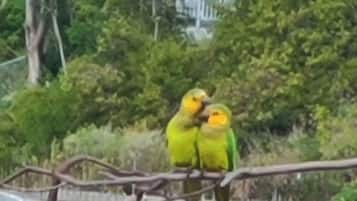 Deux oiseaux étaient perchés sur une branche.