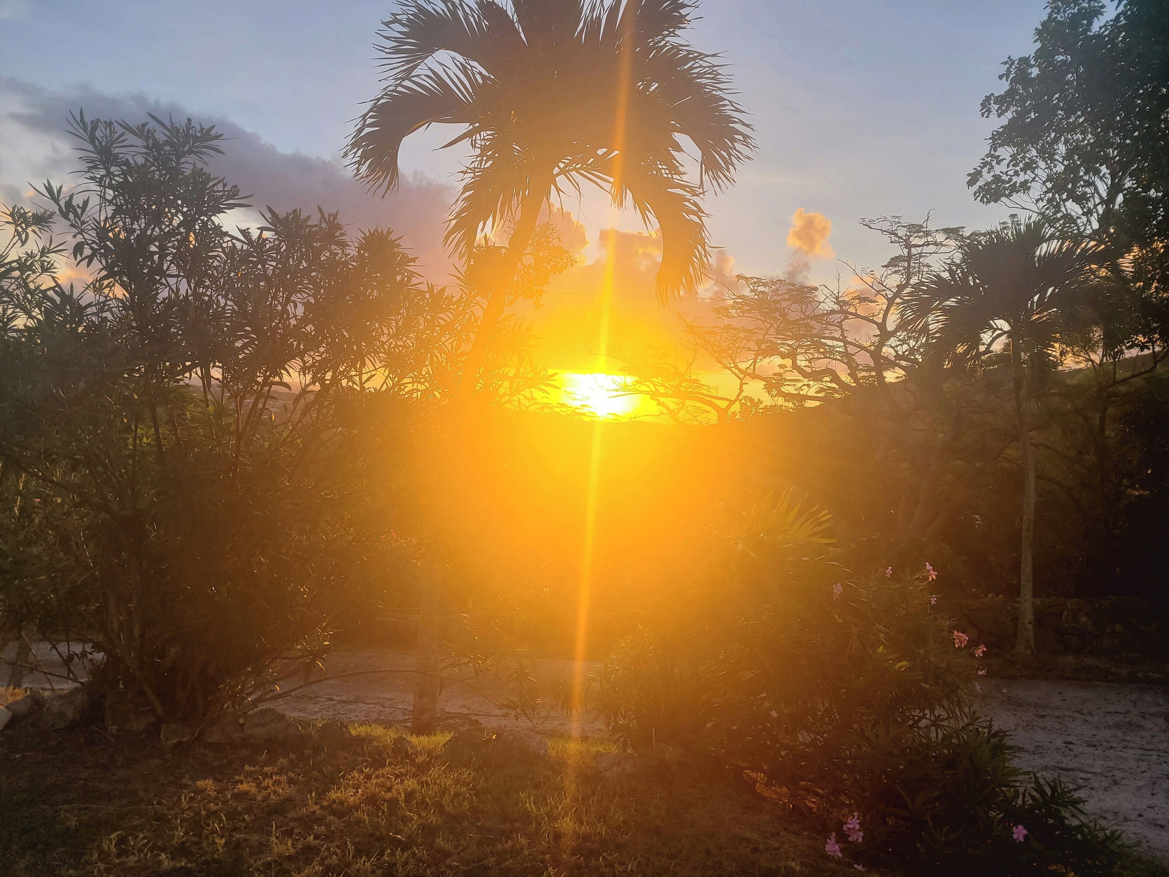 A sunset with a palm tree in the foreground.