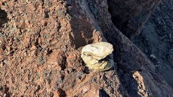 Un terreno roccioso con un piccolo oggetto eroso sulla superficie.