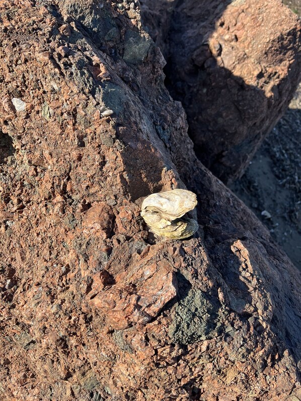 Un terrain rocheux avec un petit objet usé par les éléments, visible à la surface.