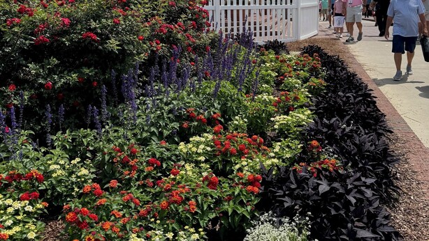 En trädgård med många olika sorters färgstarka blommor och ett vitt, lågt staket.