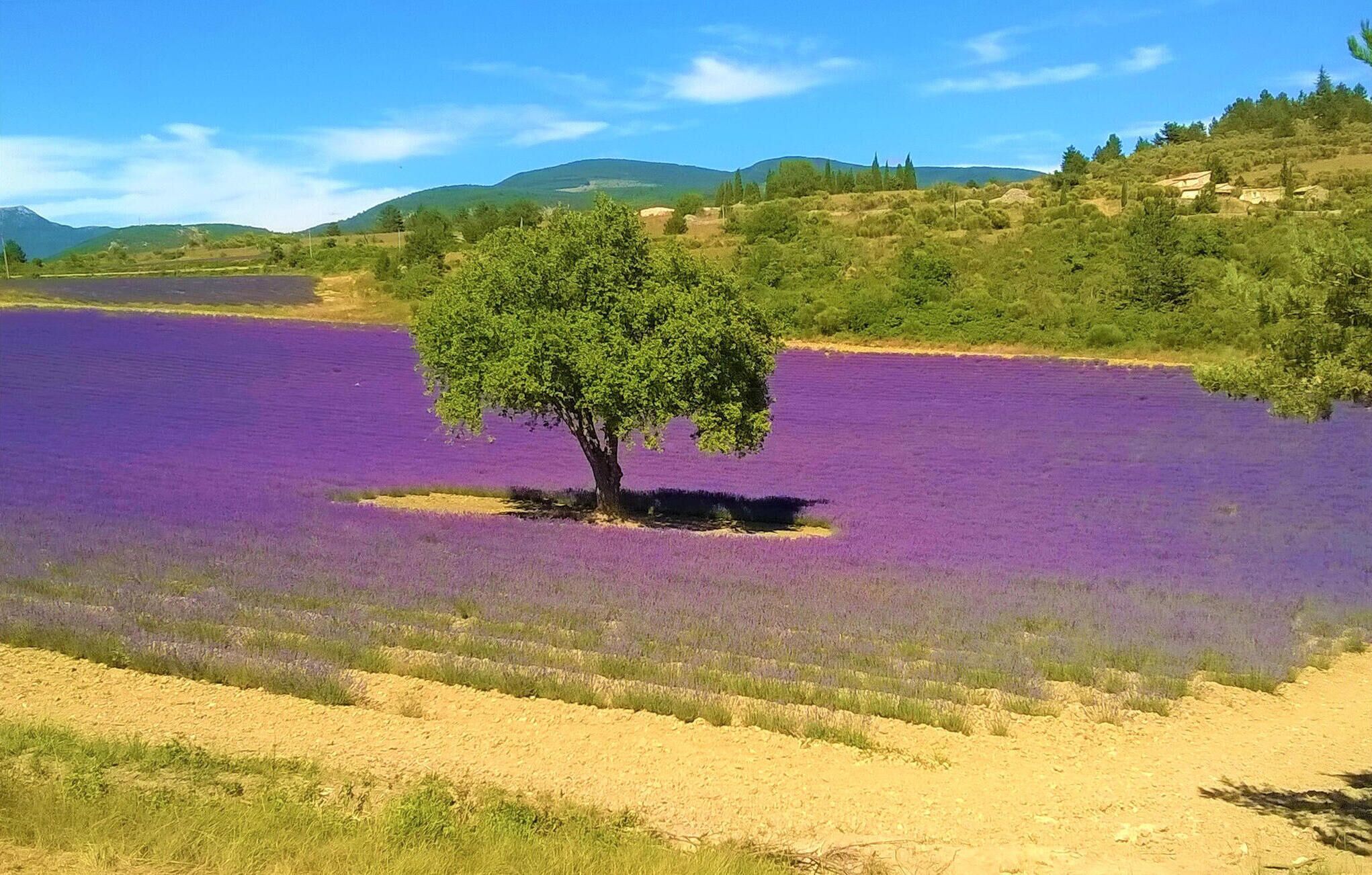 A field of purple flowers with a single tree in the center.