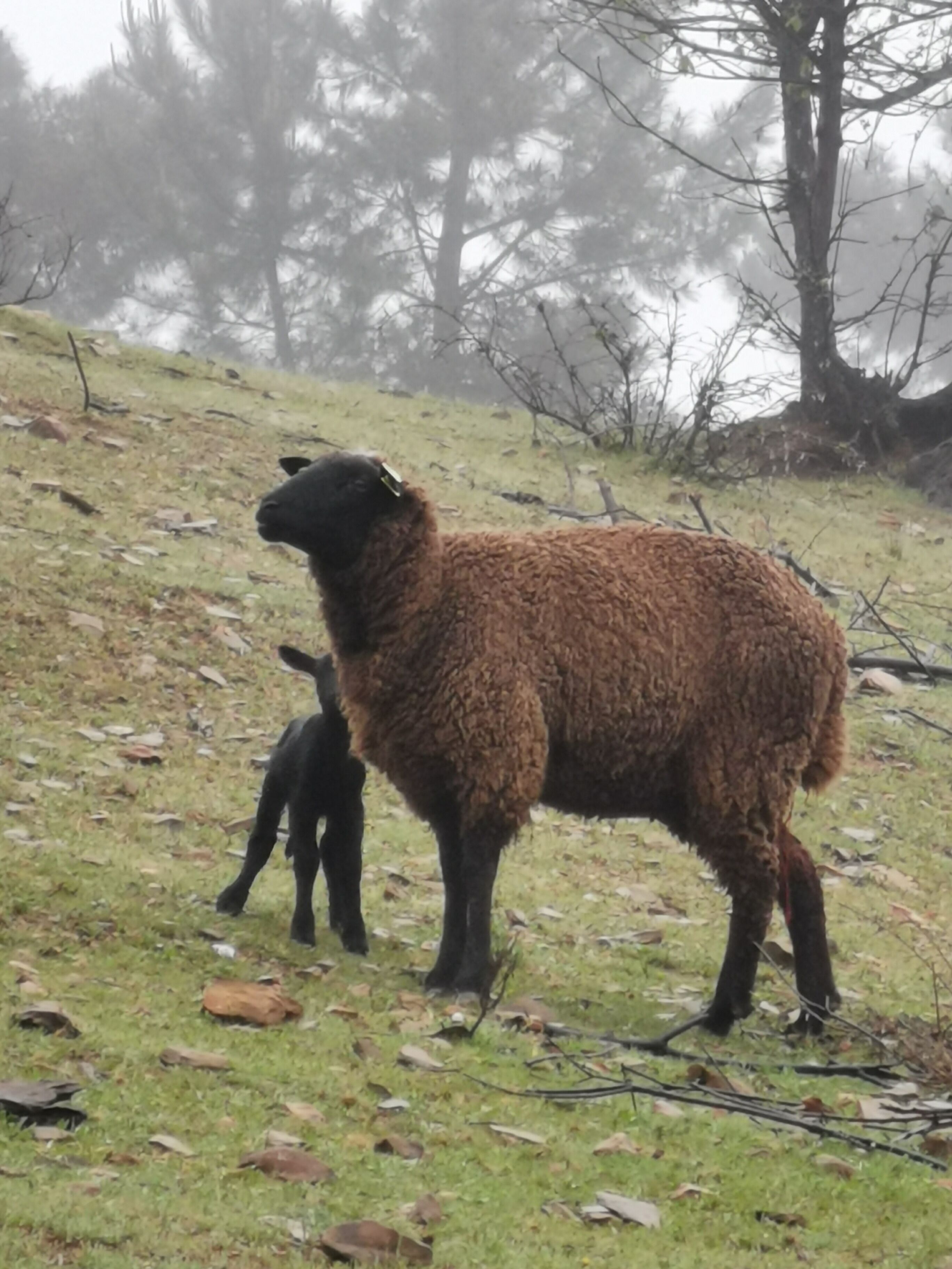 Uma ovelha e um cordeiro em um campo gramado, com árvores ao fundo.