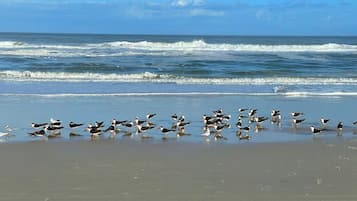 Playa en los alrededores, camastros y toallas de playa