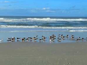 Ubicación cercana a la playa, tumbonas y toallas de playa