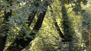 A calm river with trees and a fence. - ♥️ of UofO pristine residence for the World Championships (Eugene)