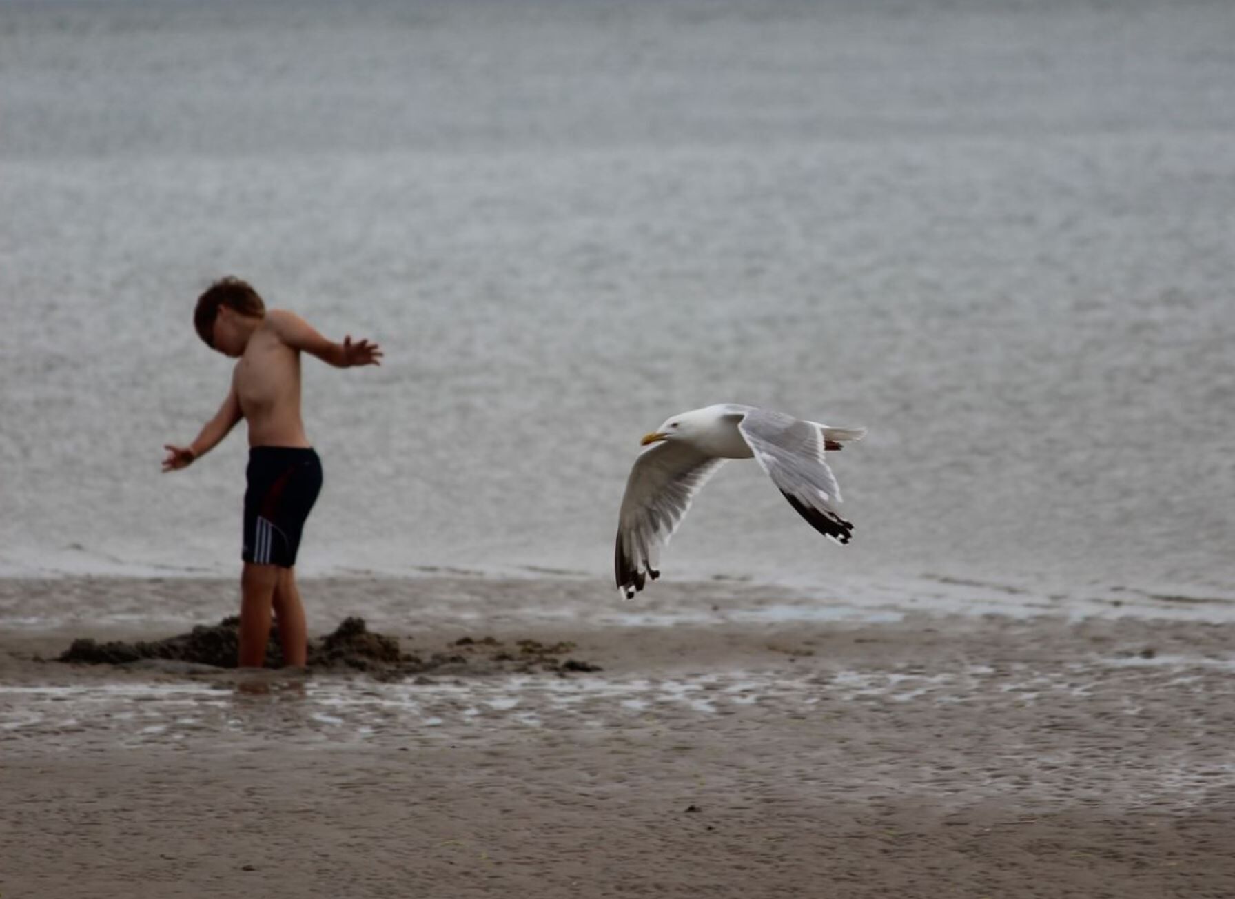 Ein Kind steht im flachen Wasser, während eine Möwe darüber fliegt.