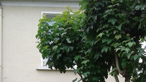 A stone building with a garden area, a tree, and outdoor furniture. - Appartement au Calme Dans un Parc Ombragé (Montignac)