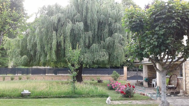 A garden with a large weeping willow tree, a stone wall, and a patio area with outdoor furniture. - Appartement au Calme Dans un Parc Ombragé (Montignac)