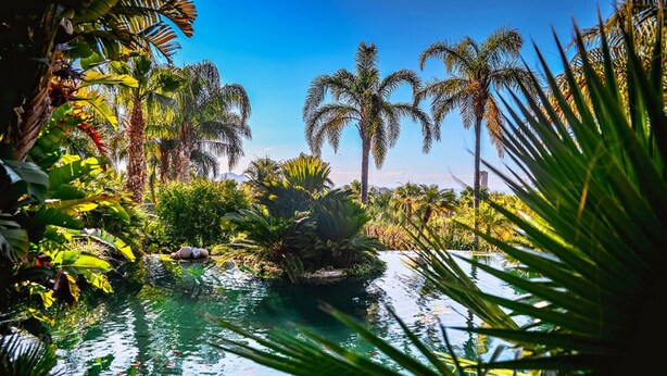 A tropical garden with a pond, palm trees, and lush greenery. - DRIVE 128 2 Bedrooms Apartment (Benidorm)