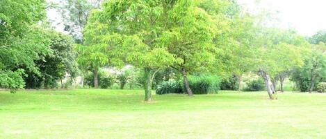 Un parc avec un grand arbre au centre, entouré de pelouse et d’autres arbres.