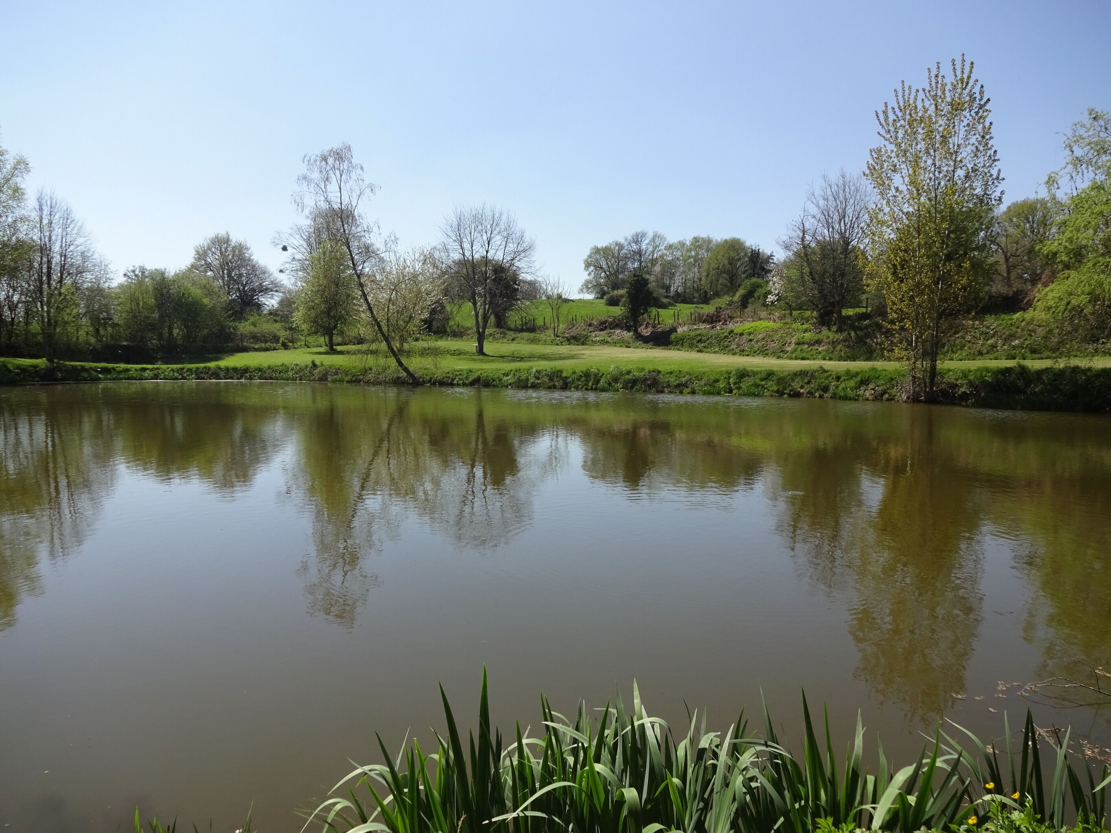 A calm lake with reflections of trees and a grassy bank.
