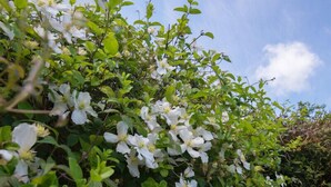 A dense cluster of white flowers and green foliage against a clear sky. - Hazelhurst (Wadebridge)