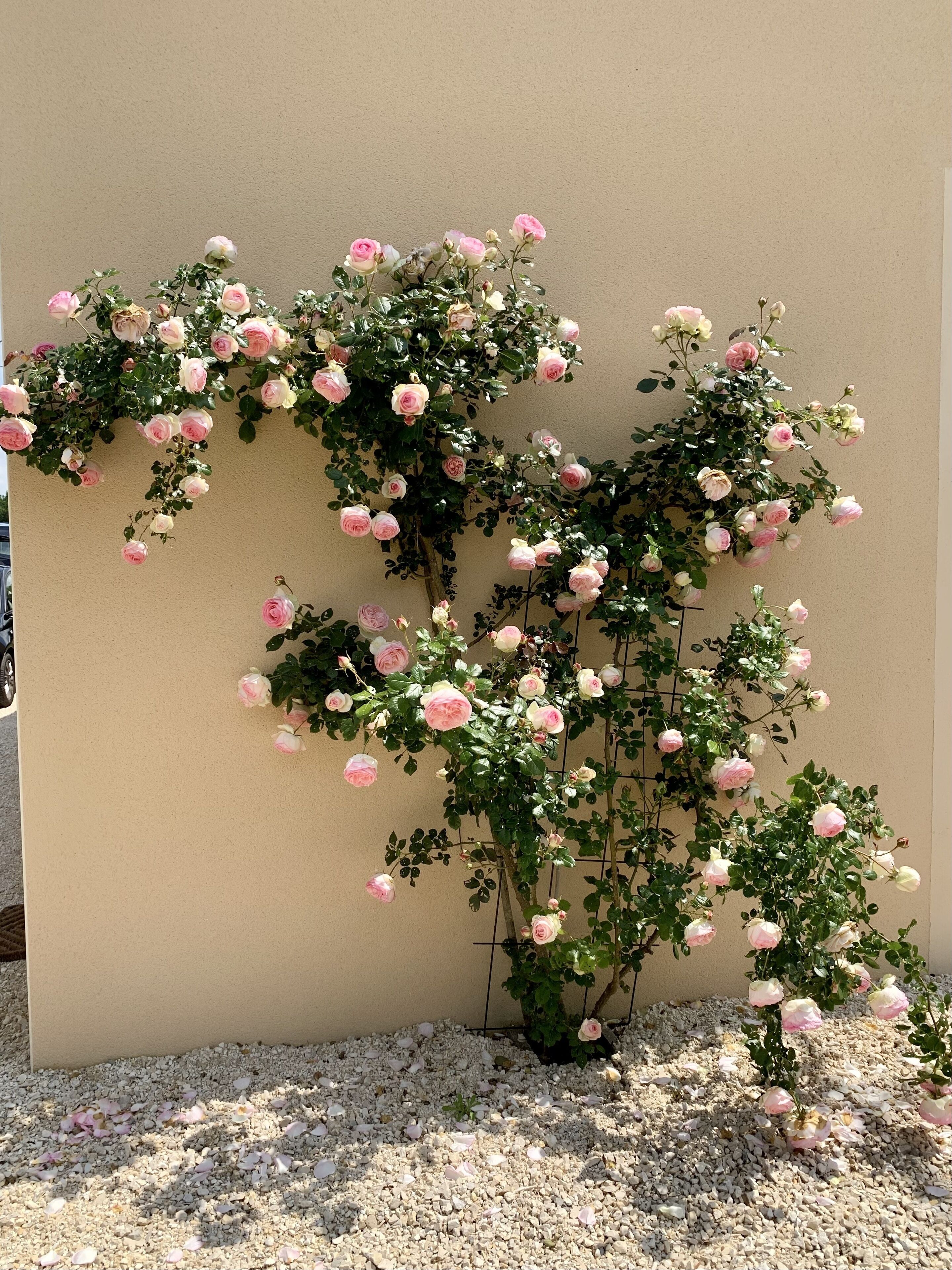 Un rosier grimpant adossé à un mur sobre, avec du gravier à sa base.