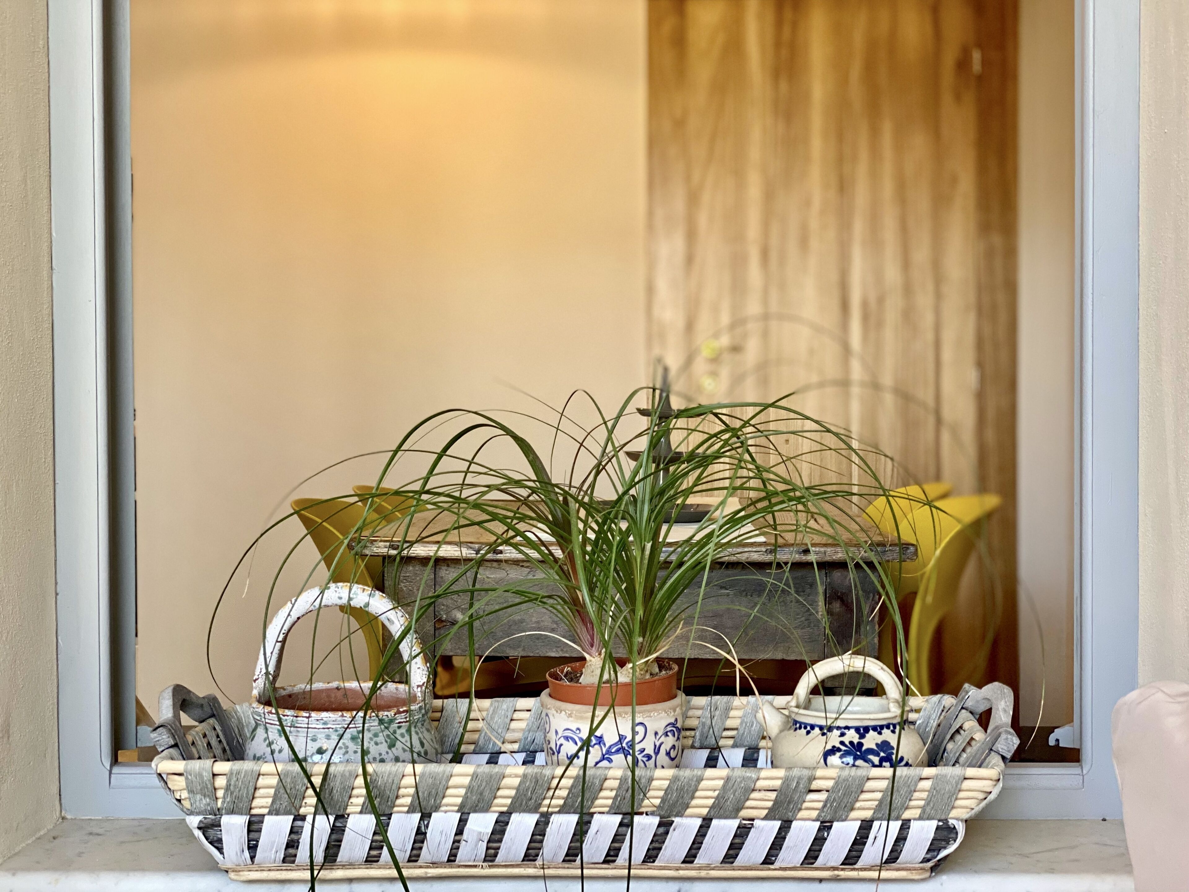 Eine Schaufenstergestaltung mit einem Blumentopf, einem Korbtablett und einem kleinen Tisch mit gelber Tischdecke.