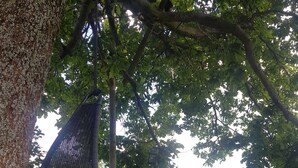 A hanging chair on a wooden deck with a view of a lush green landscape. - On your terrace at the foot of an oak tree, feel the Alsace's vibes ! (Barr)
