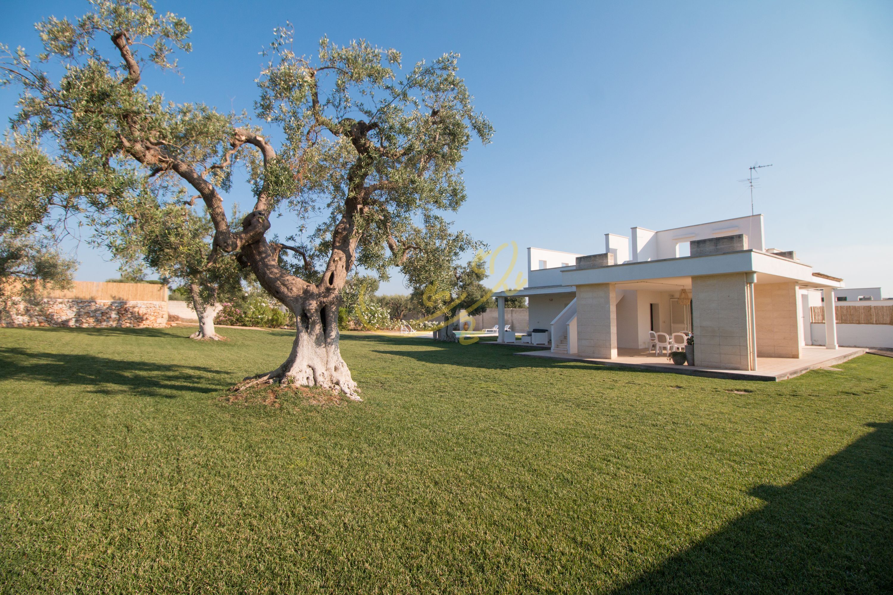 Ein modernes Haus mit einem großen Baum im Vorgarten.