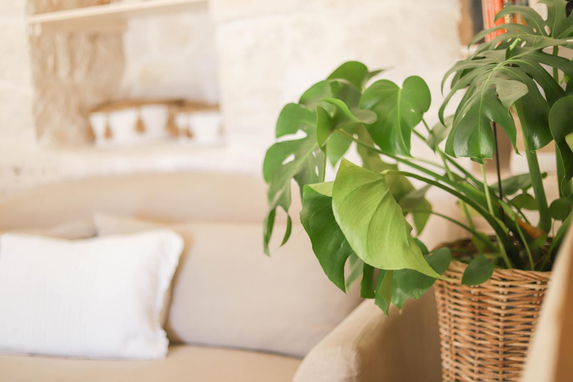 Un salon avec un canapé beige, un coussin blanc et une plante en pot aux grandes feuilles vertes.