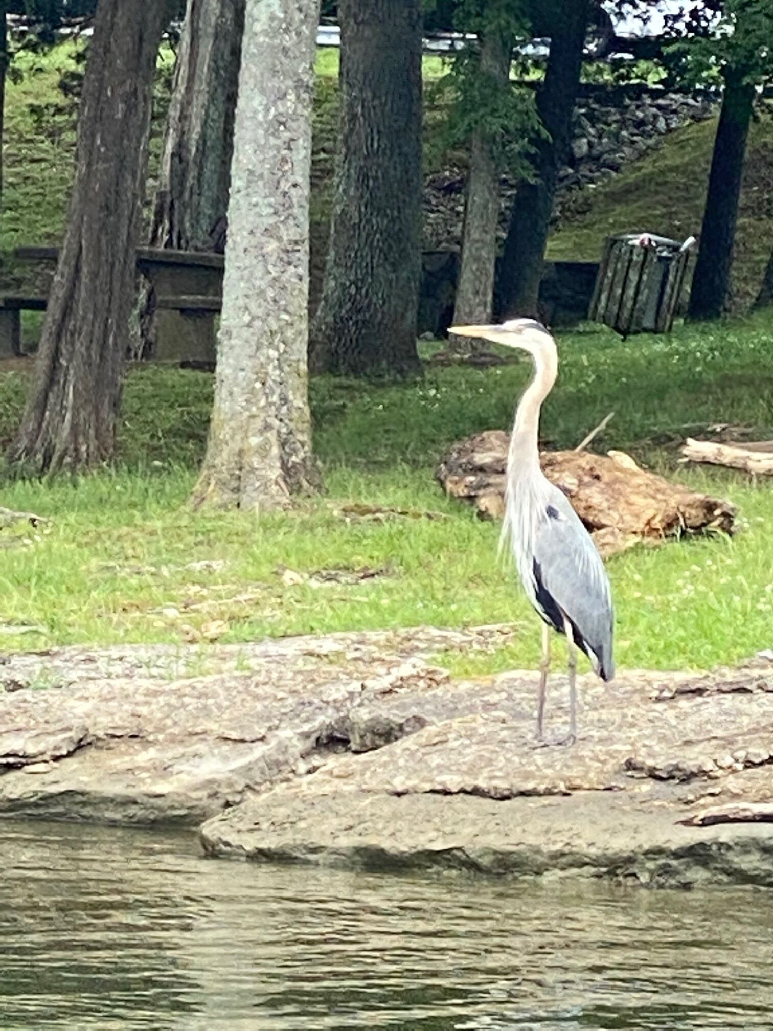 A heron standing on a rock by a body of water.