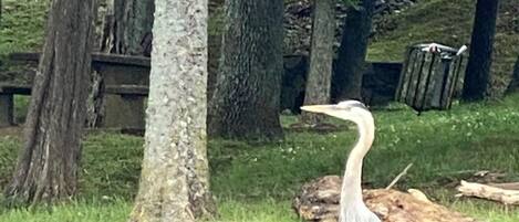 A heron standing on a rock by a body of water.