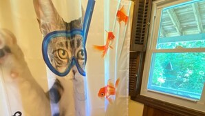A bathroom with a shower curtain featuring fish designs, a window with a view of greenery, and a wooden floor. - Rustic Tennessee Farmhouse on 100 acres of land (Bethpage)