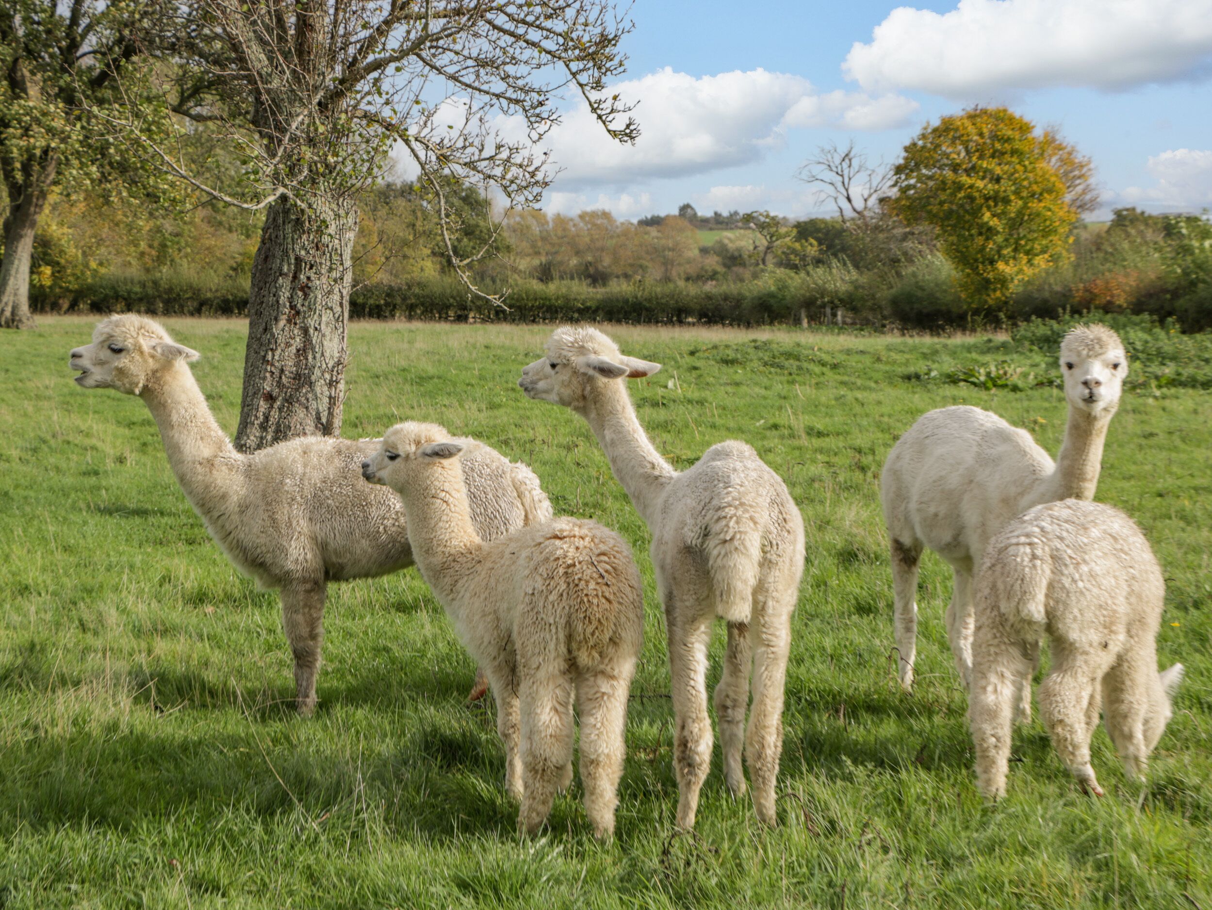 Un grupo de alpacas en un campo de pasto con árboles y un cielo despejado al fondo.