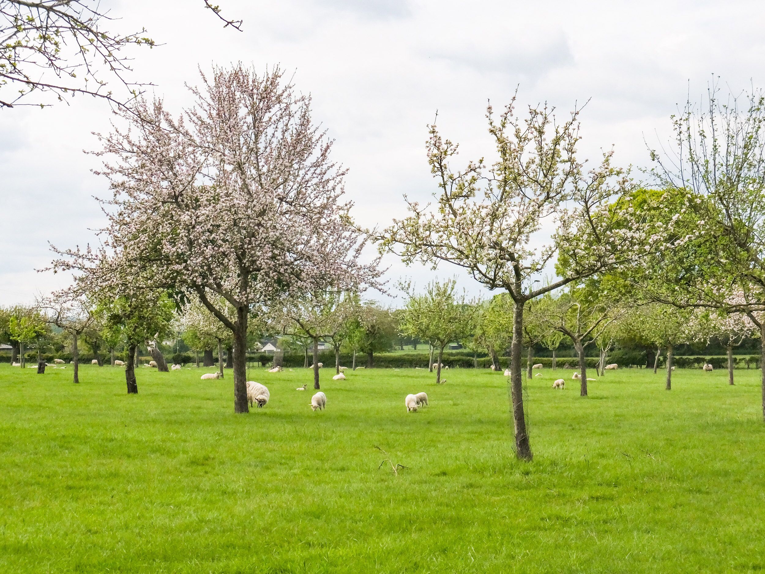 A grassy field with trees and sheep.