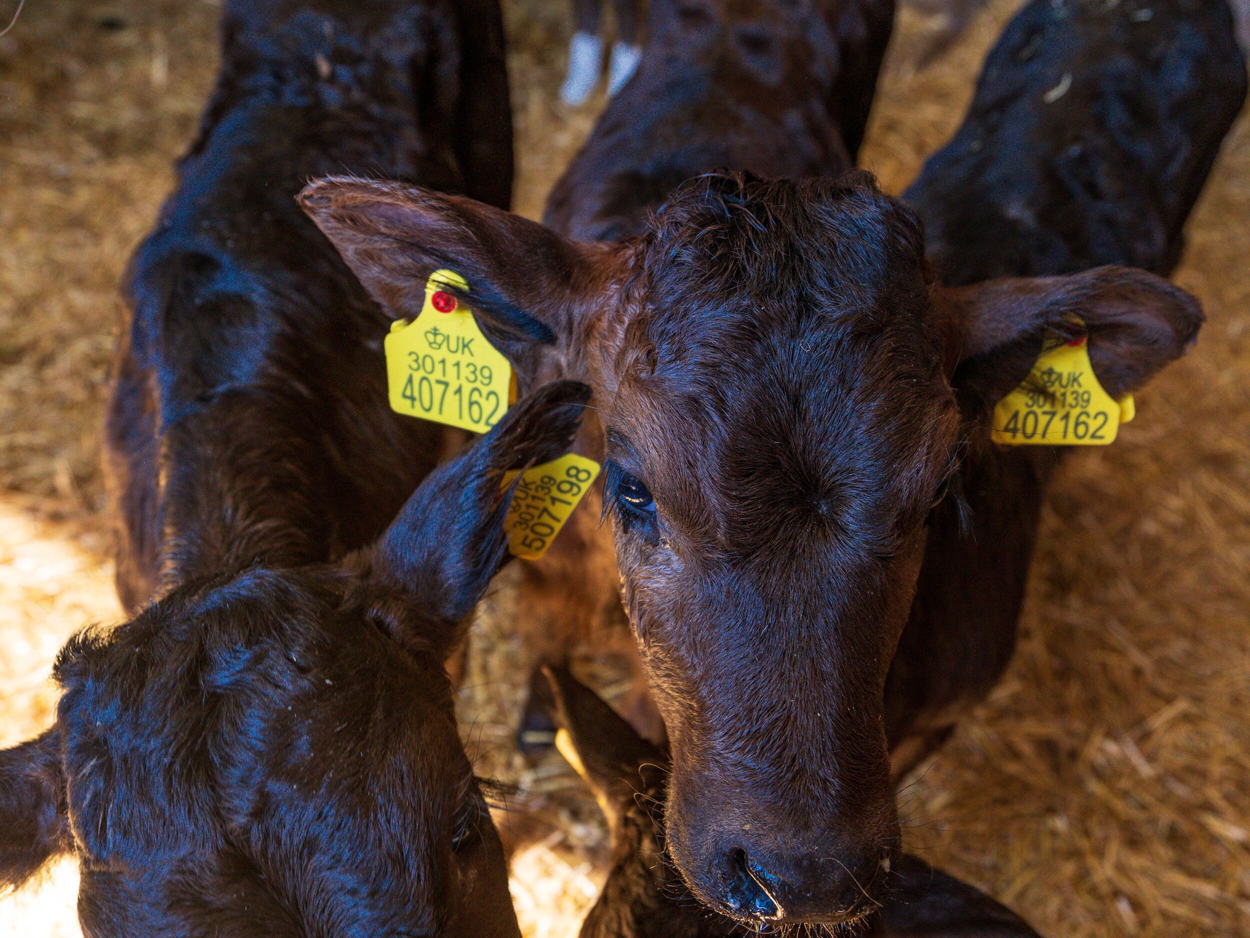 A close-up of a calf with ear tags, surrounded by other calves in a barn setting.