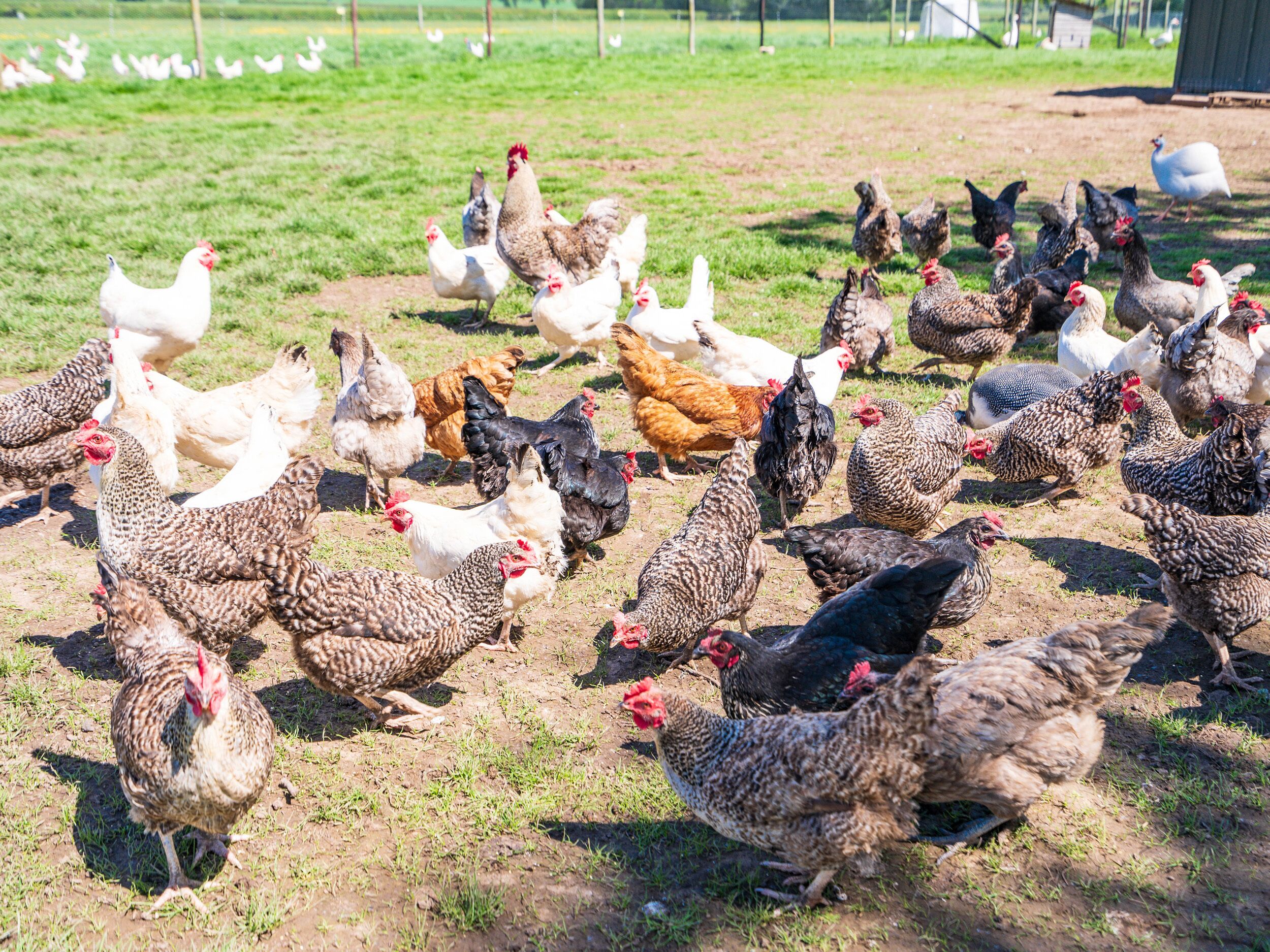A group of chickens in a grassy outdoor area.