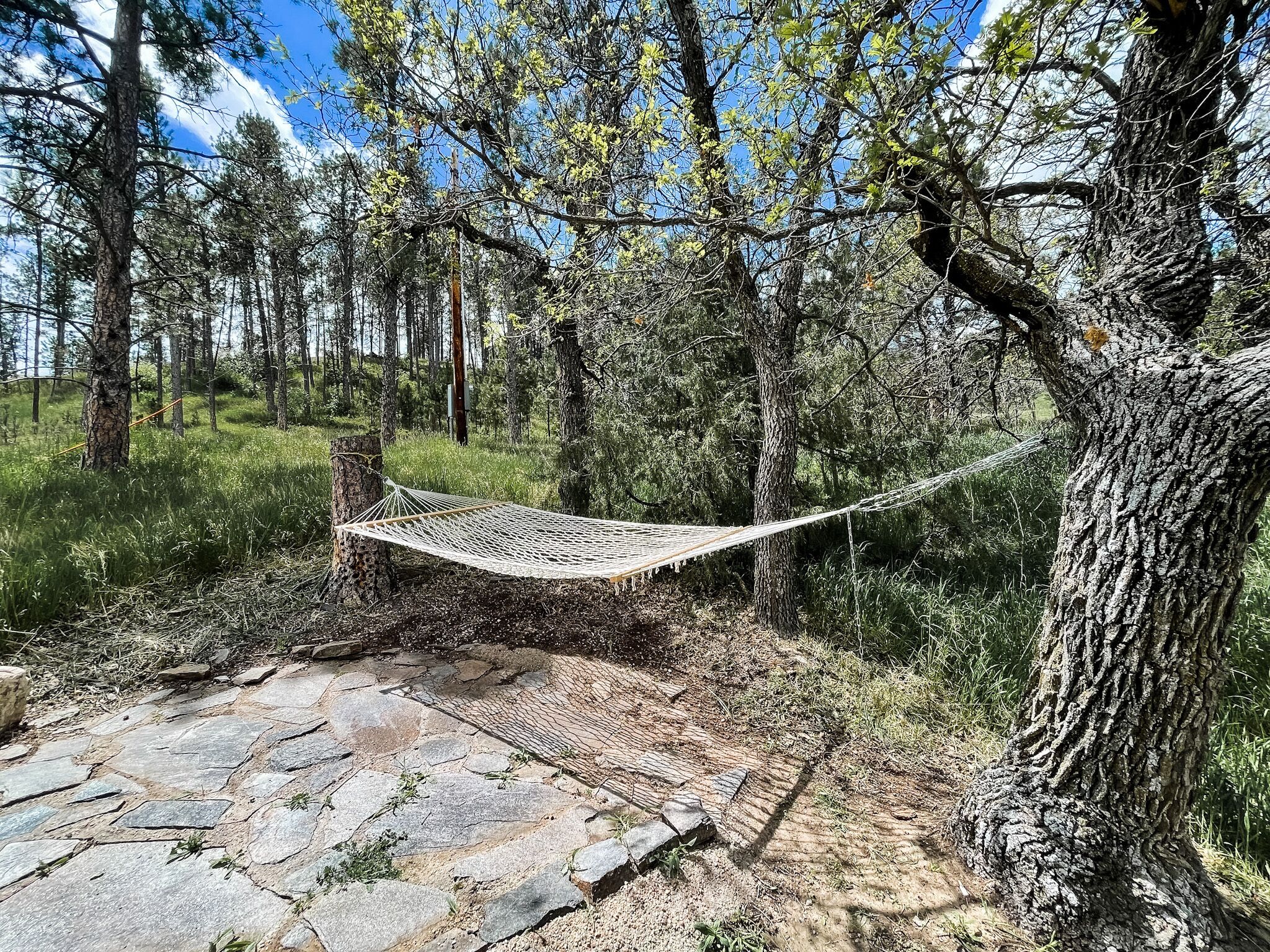 A hammock tied between trees in a forested area with a stone pathway.