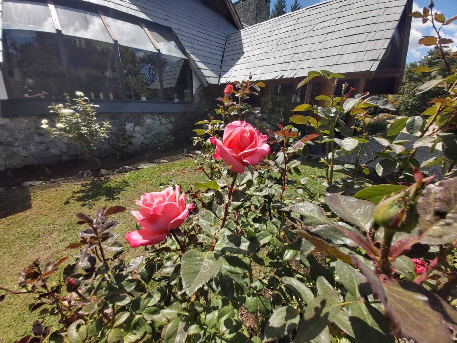 Un jardín con dos rosas rosadas y un muro de piedra.