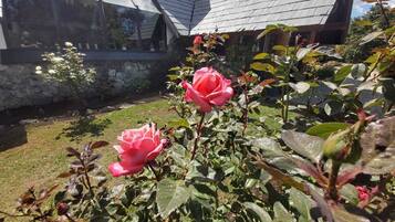 Un jardín con dos rosas rosadas y un muro de piedra.
