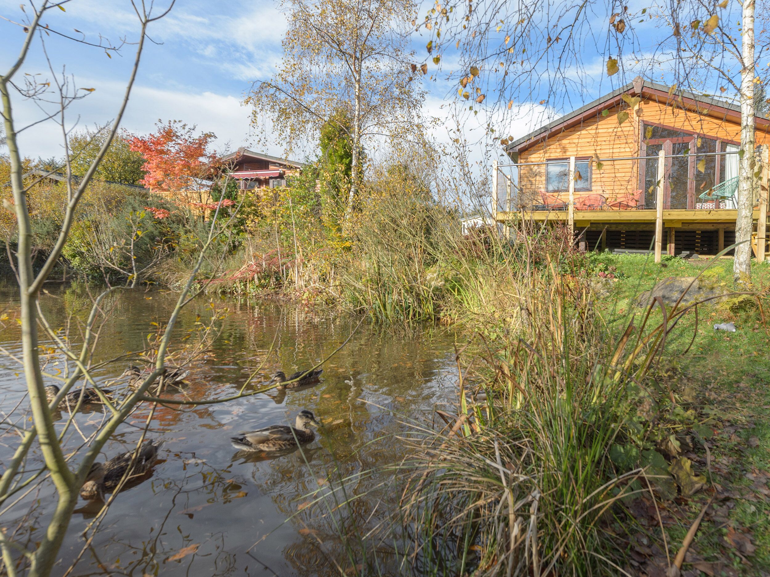 Una casa de madera con un estanque y patos.