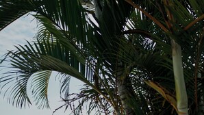 Una mujer con vestido y sombrero blancos camina sobre una pasarela de madera junto al mar, con palmeras y cielo despejado al fondo.