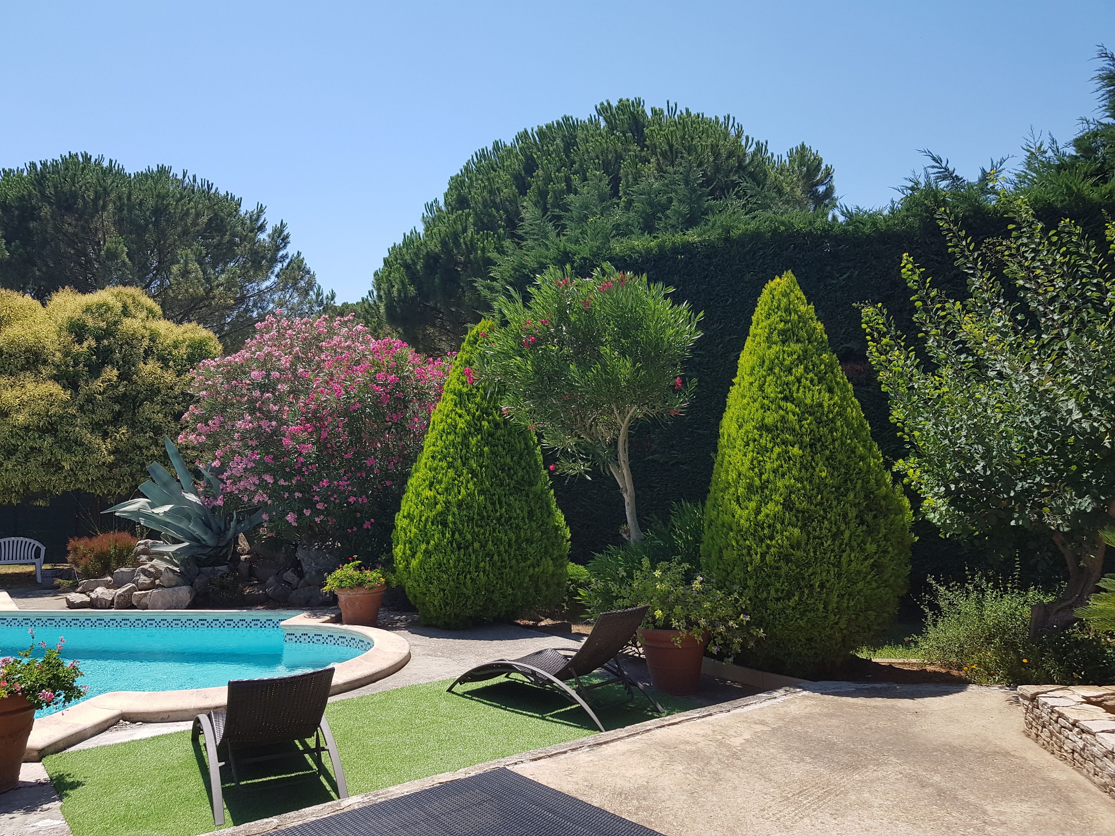 A swimming pool surrounded by neatly trimmed hedges and a variety of trees, including a tall conifer and a flowering bush.