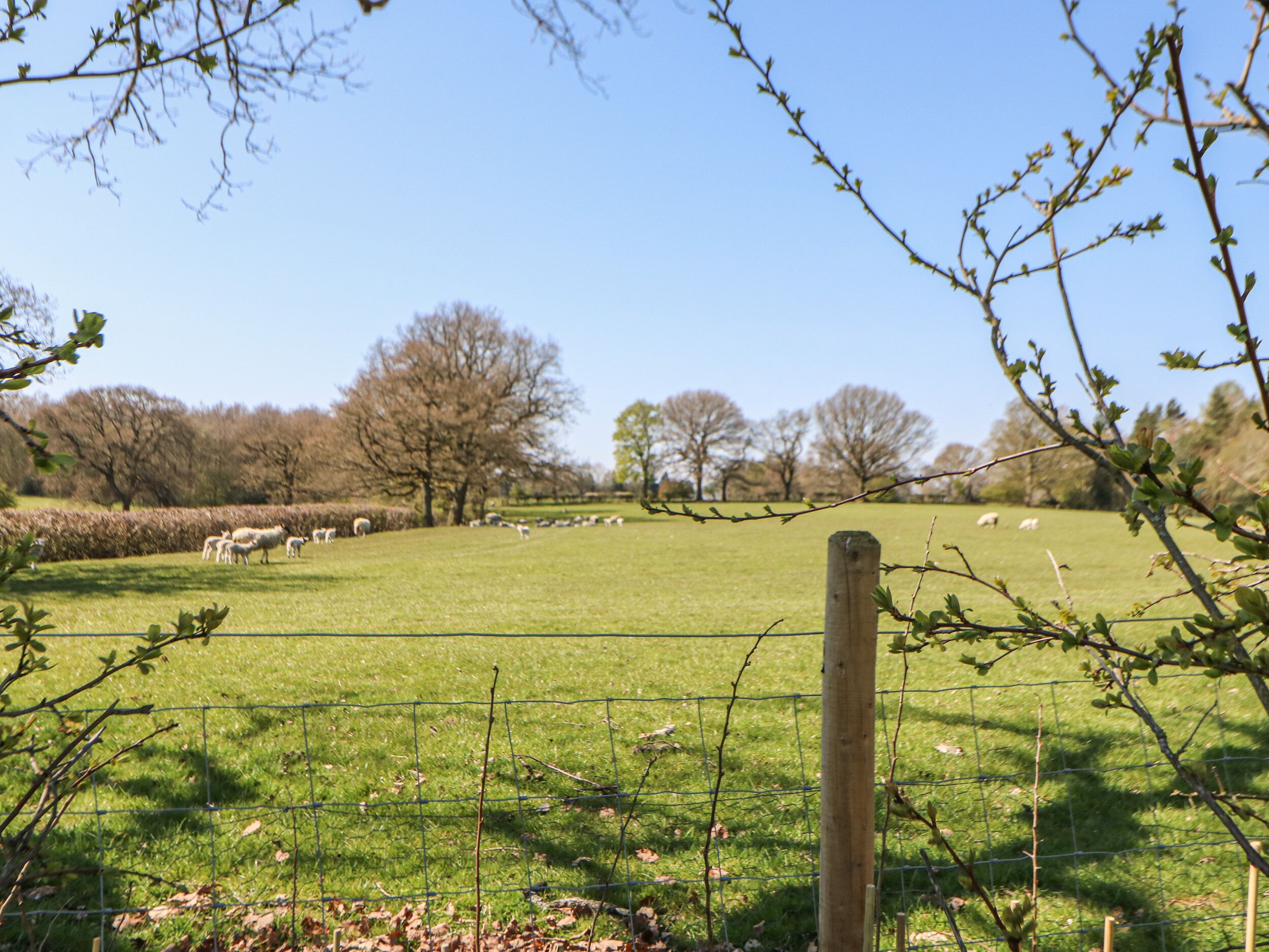A fenced grassy field with trees and a clear sky.