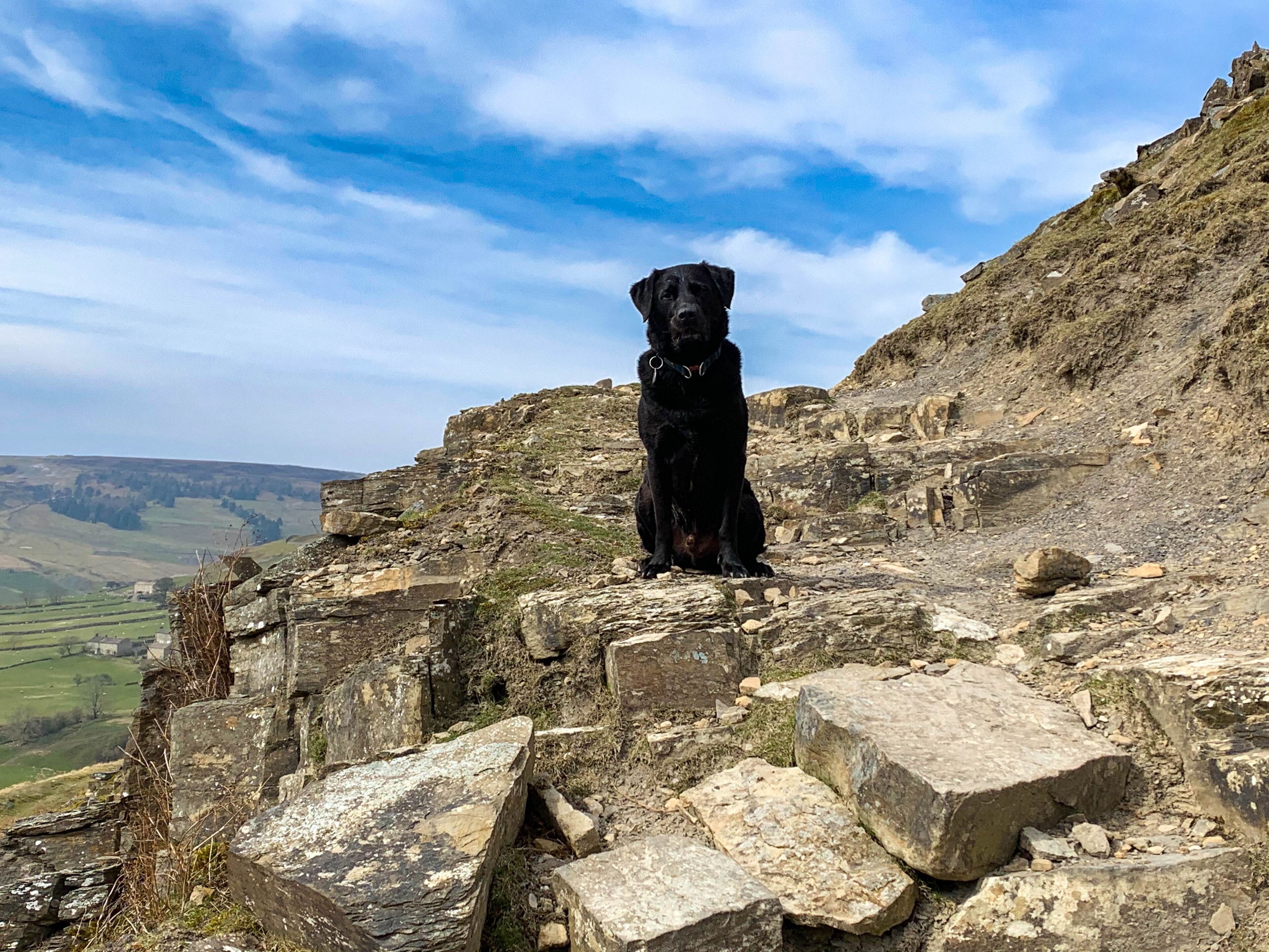 Ein schwarzer Hund steht auf felsigem Gelände mit Blick auf ein Tal und ferne Hügel.