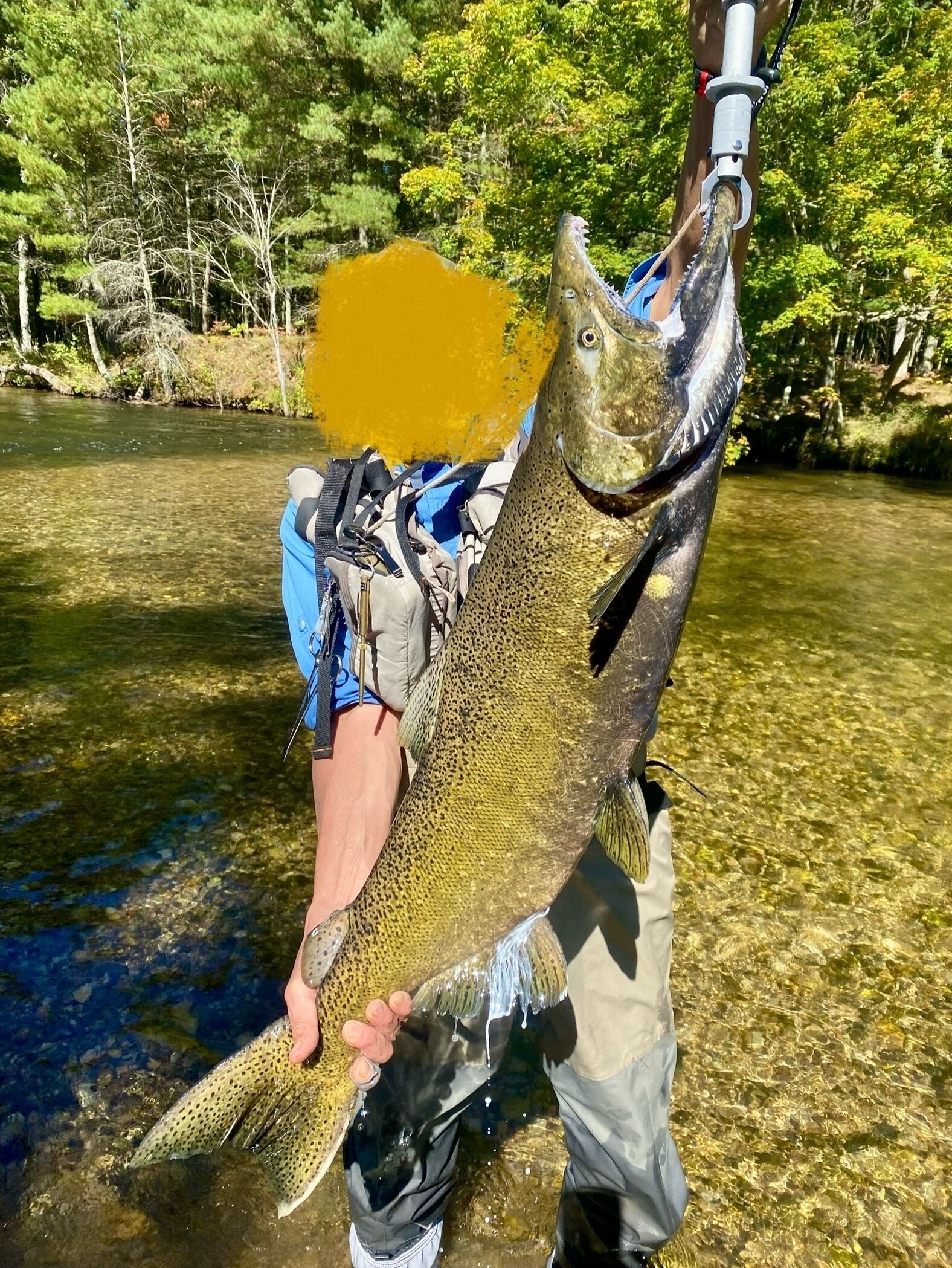Eine Person hält einen großen Fisch in einem klaren Fluss.