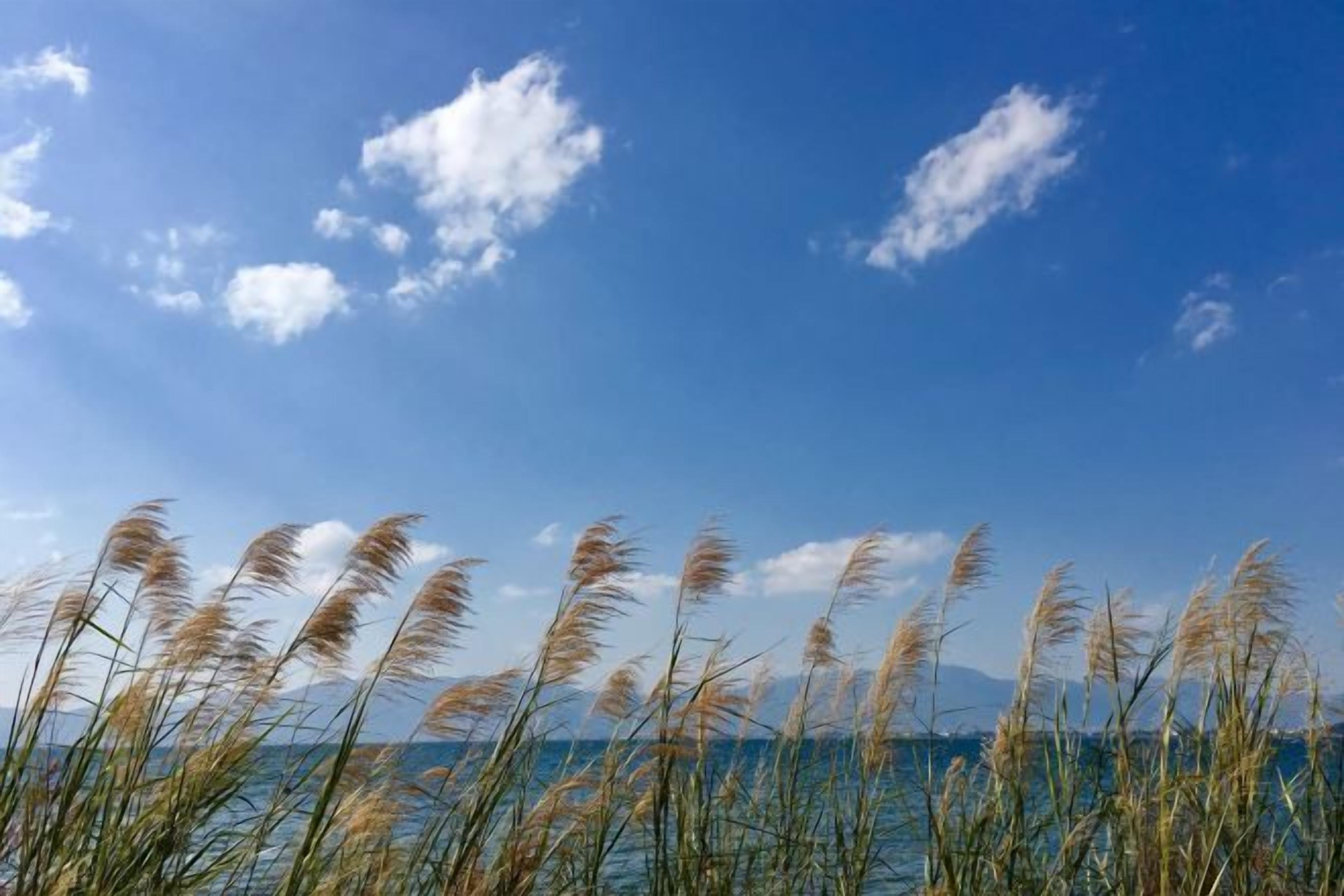 A clear sky with clouds and tall grasses in the foreground.