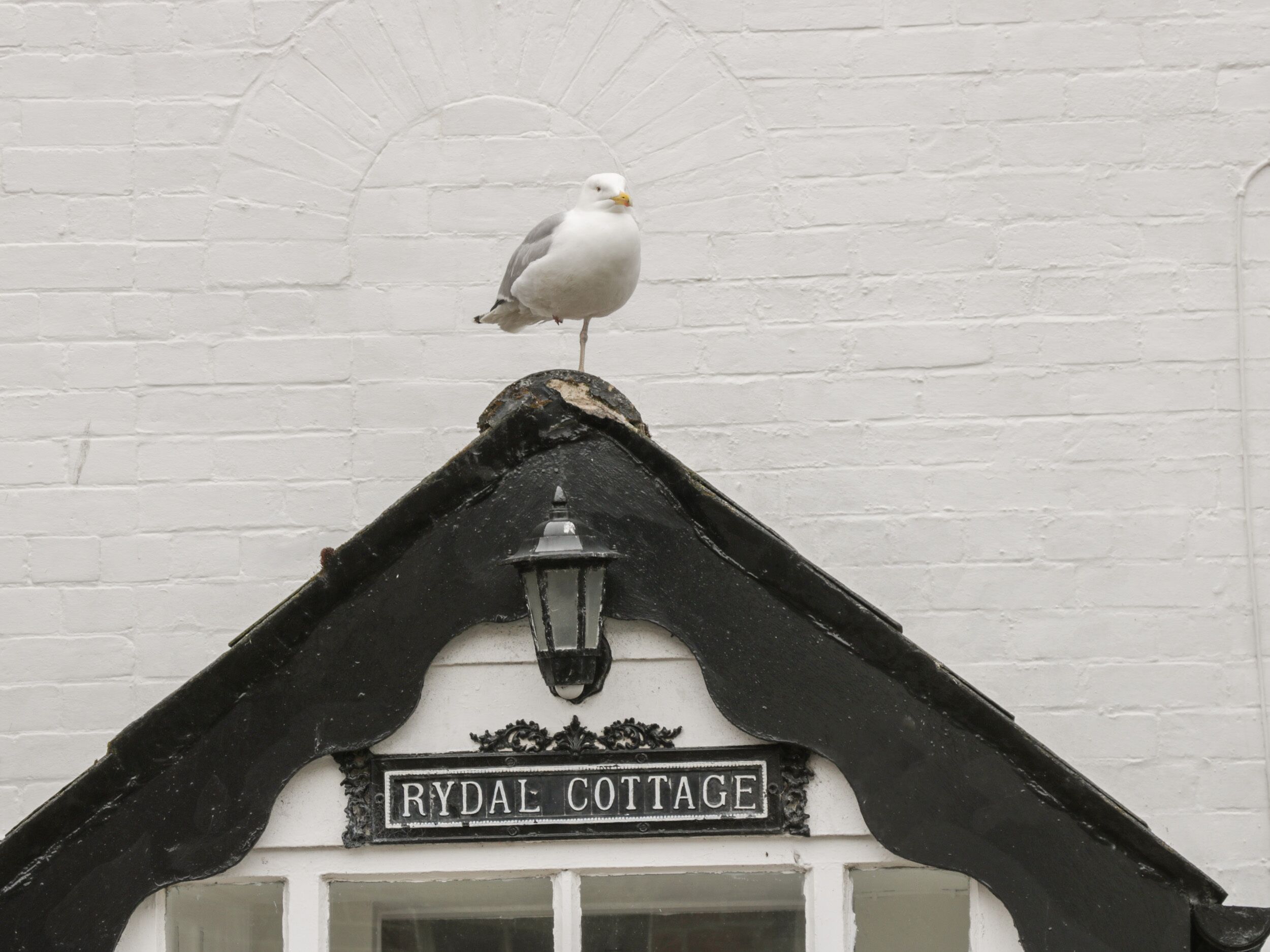 A seagull perched on a black structure above a white building with a sign reading "RYDAL COTTAGE".