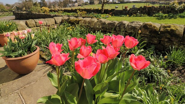 Un jardín con tulipanes rosados en macetas de terracota y un muro de piedra.