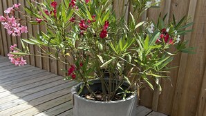 Une plante en pot, ornée de fleurs roses et blanches, est posée sur une terrasse en bois.