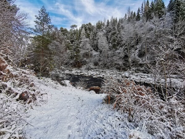 A snowy forest path leading to a rocky area with dense evergreen trees.